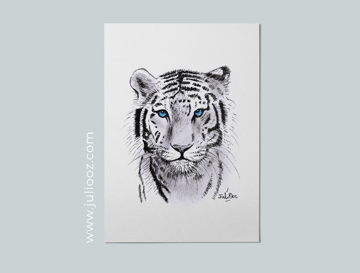 Tigre blanc – Illustration Animalière | Téléchargement Haute Définition par Juliooz